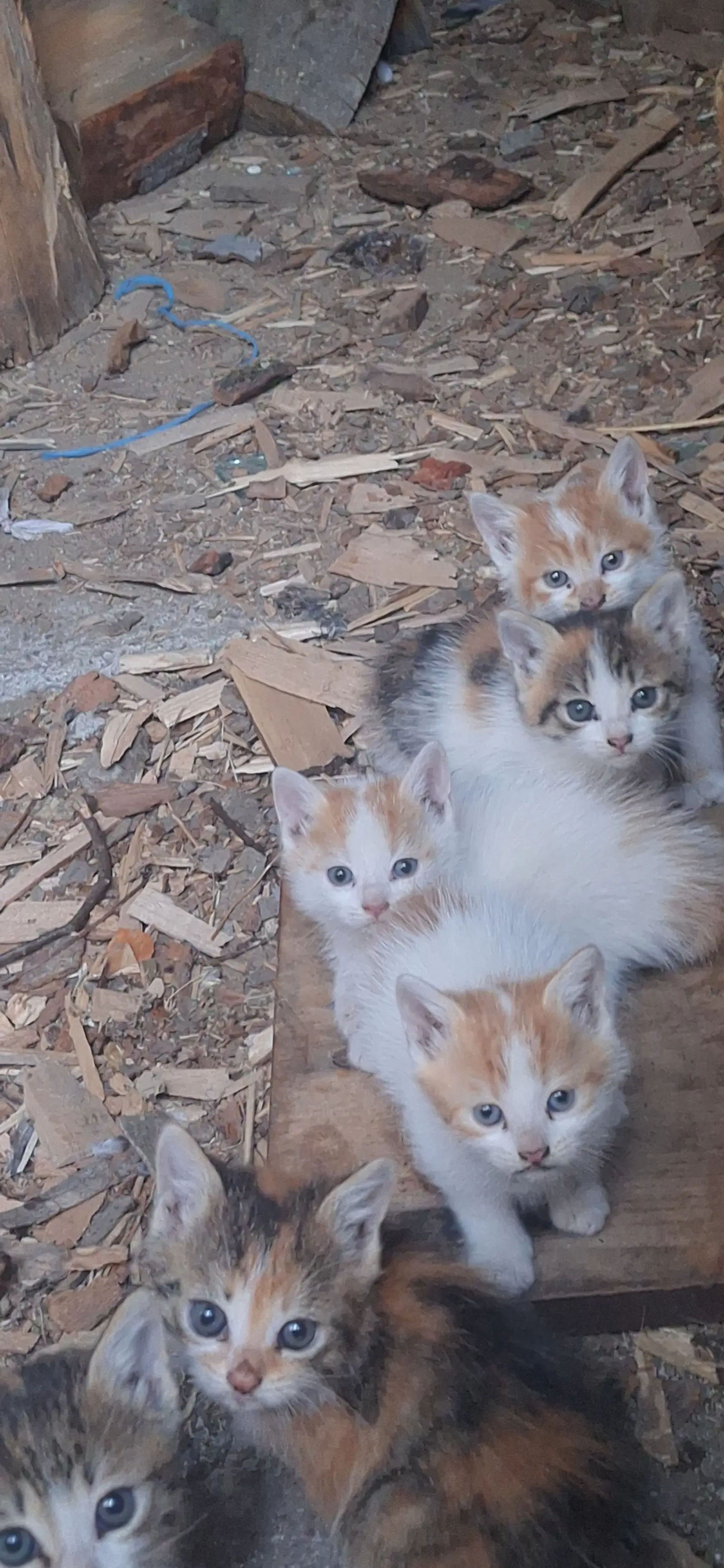 Fotografie cu Pisici