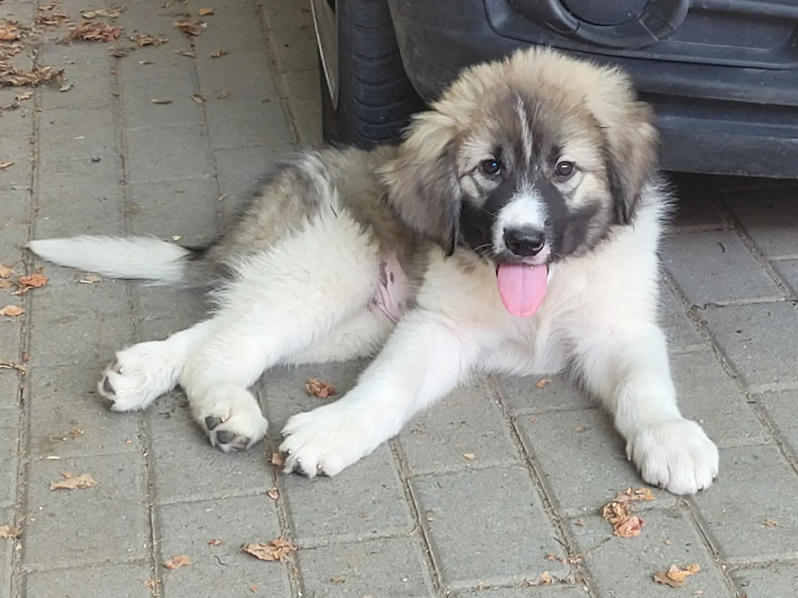 Fotografie cu Cățel de talie mare pentru adopție