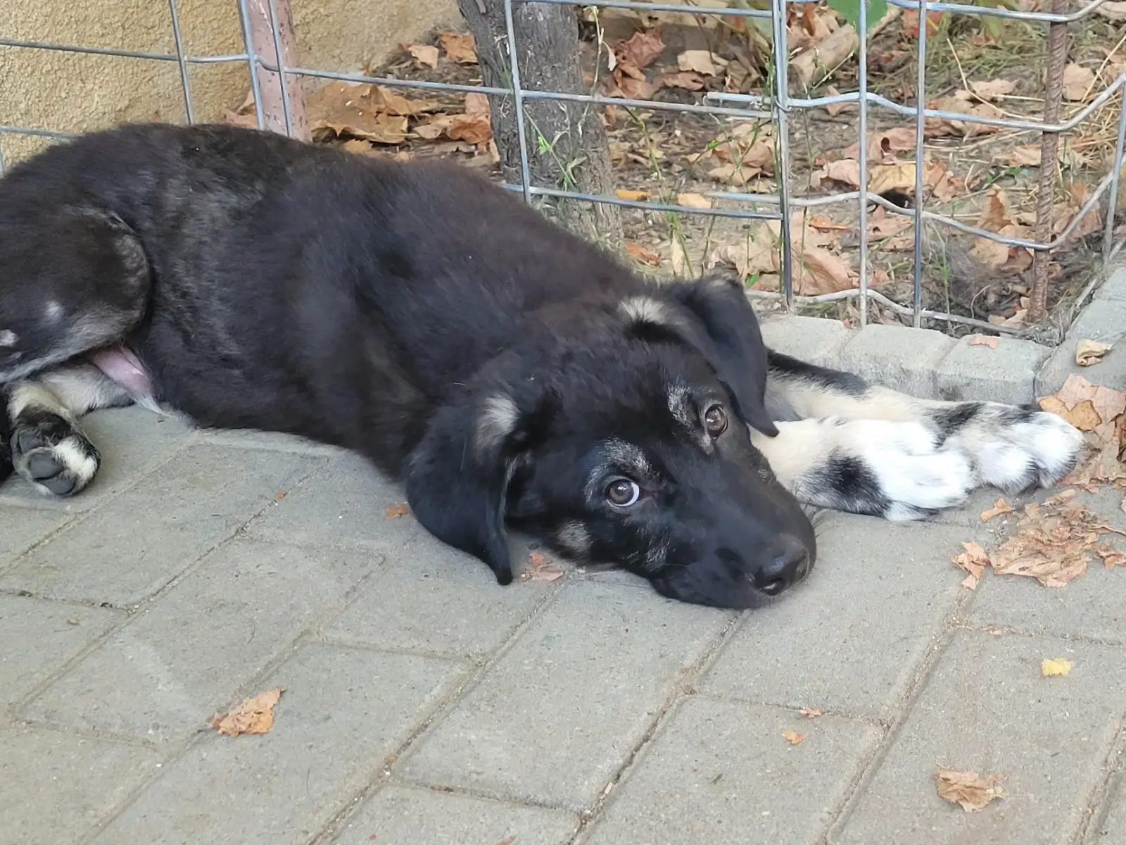 Fotografie cu Cățel de talie mare pentru adopție