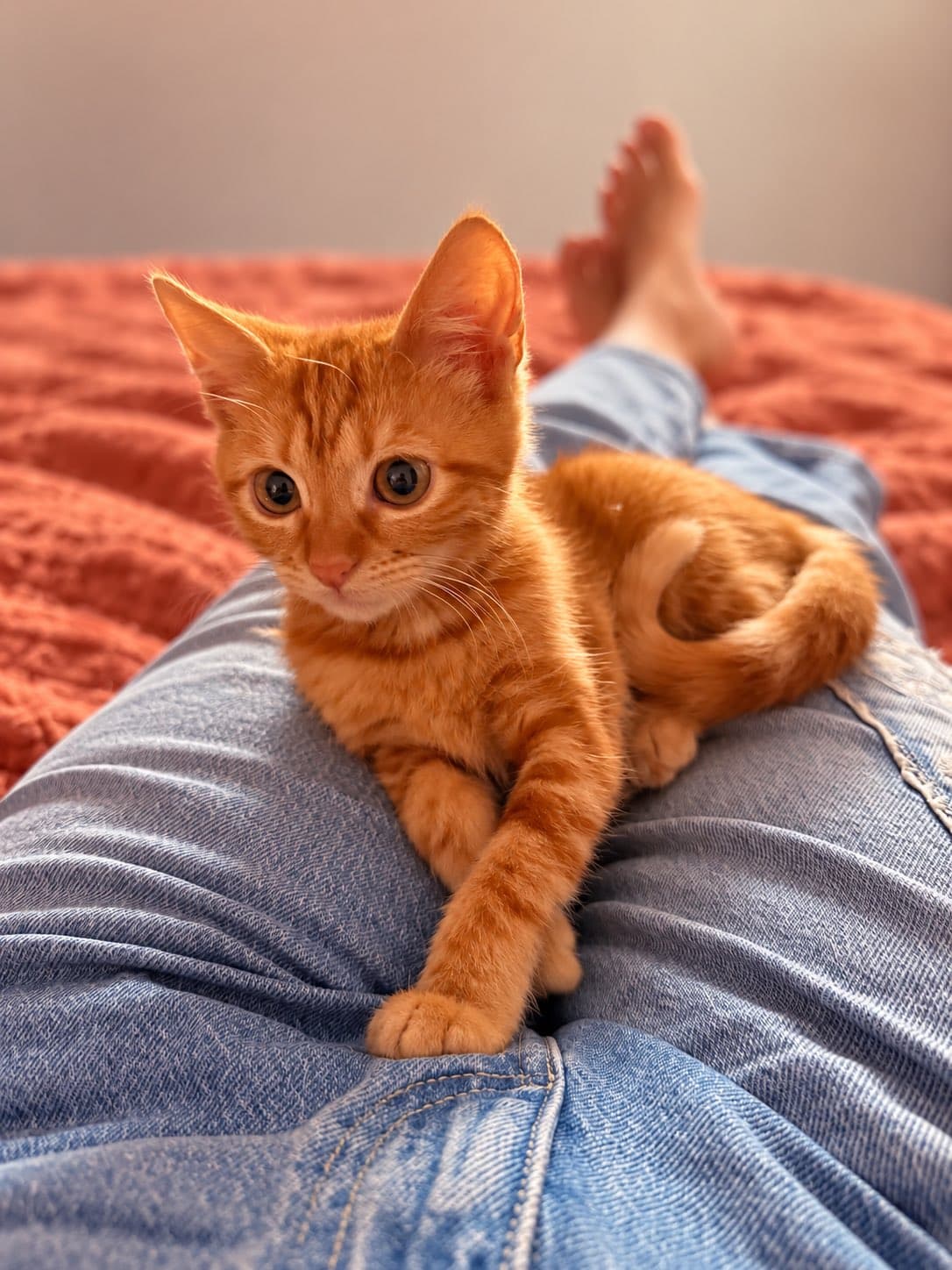 Fotografie cu Ginger