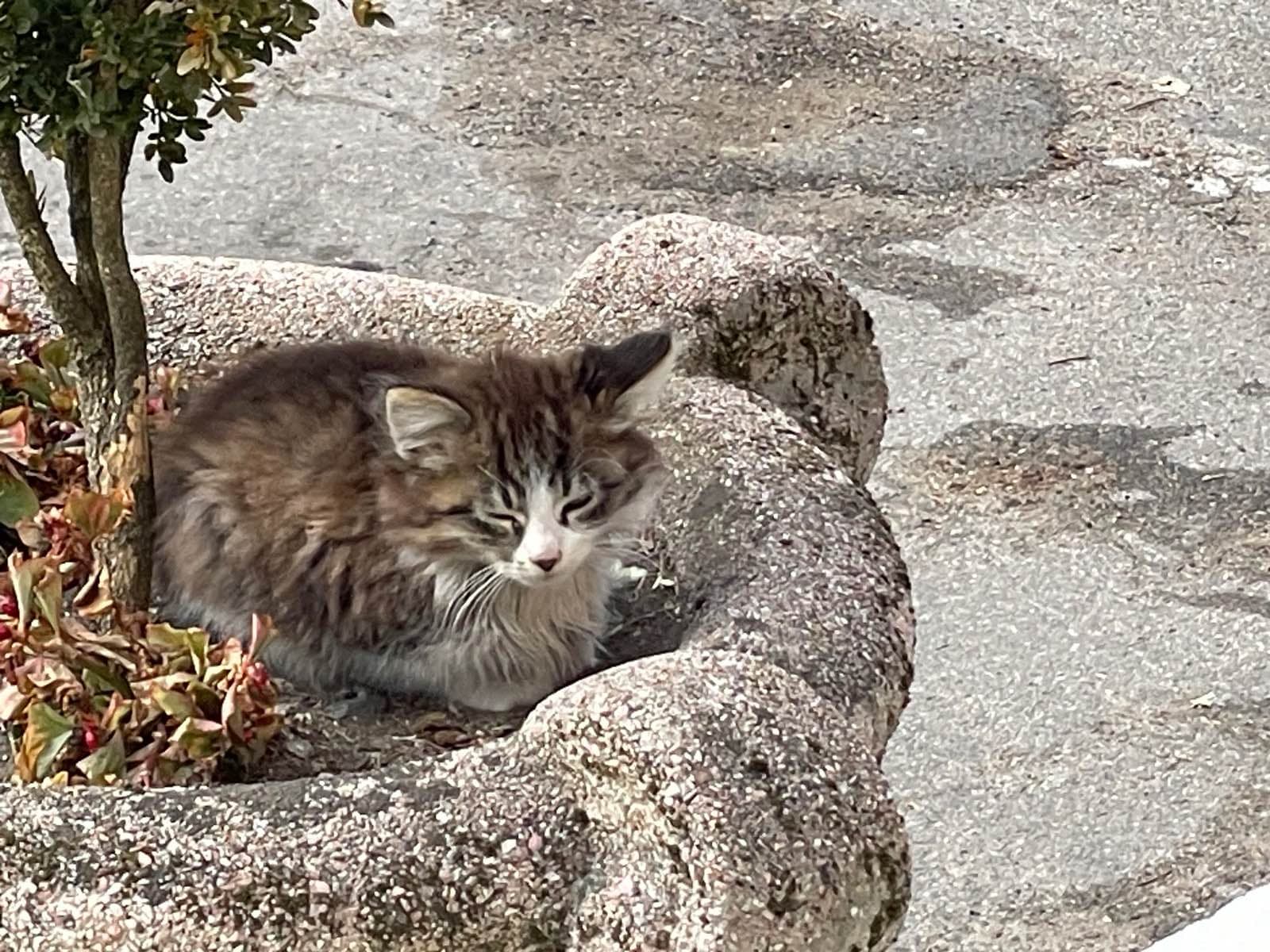 Fotografie cu Pisici