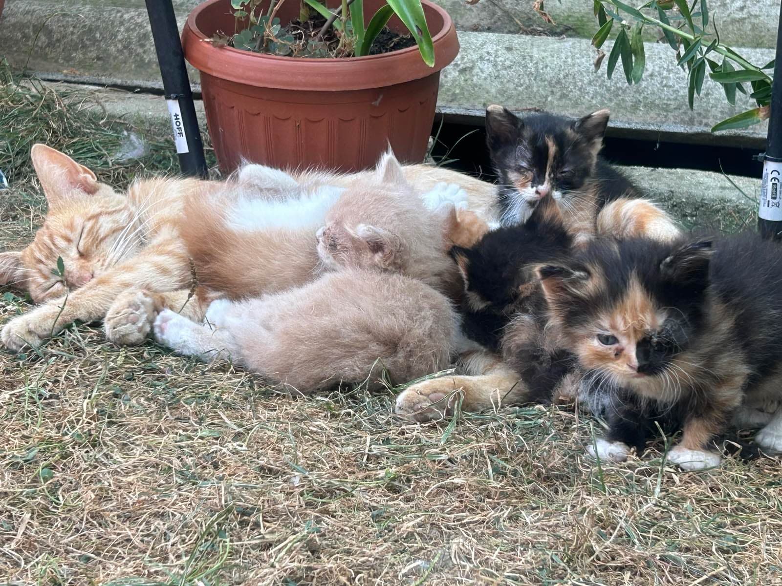 Fotografie cu Simina Colitoiu