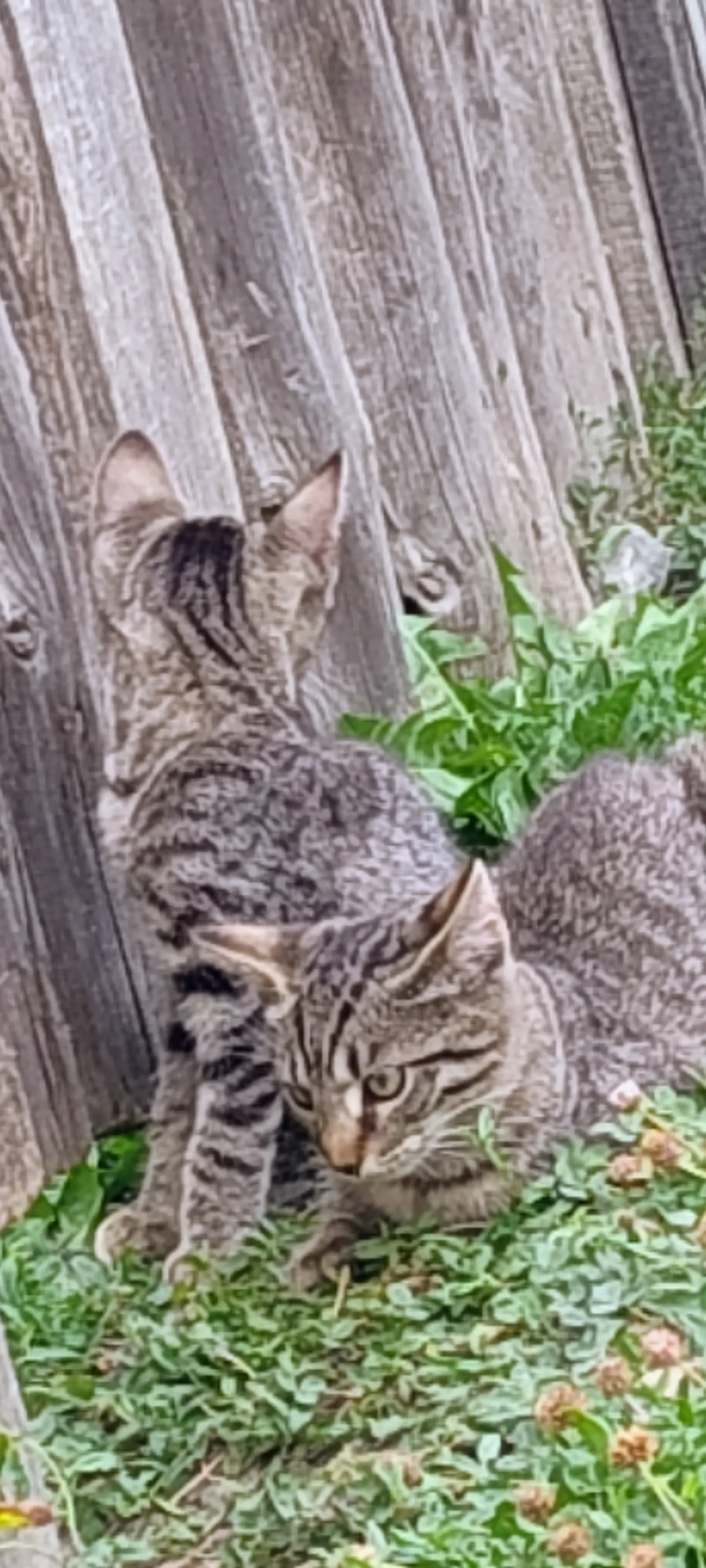 Fotografie cu Pisicuți spre adopție