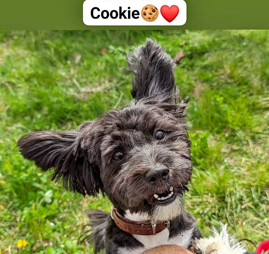 Fotografie cu Cookie