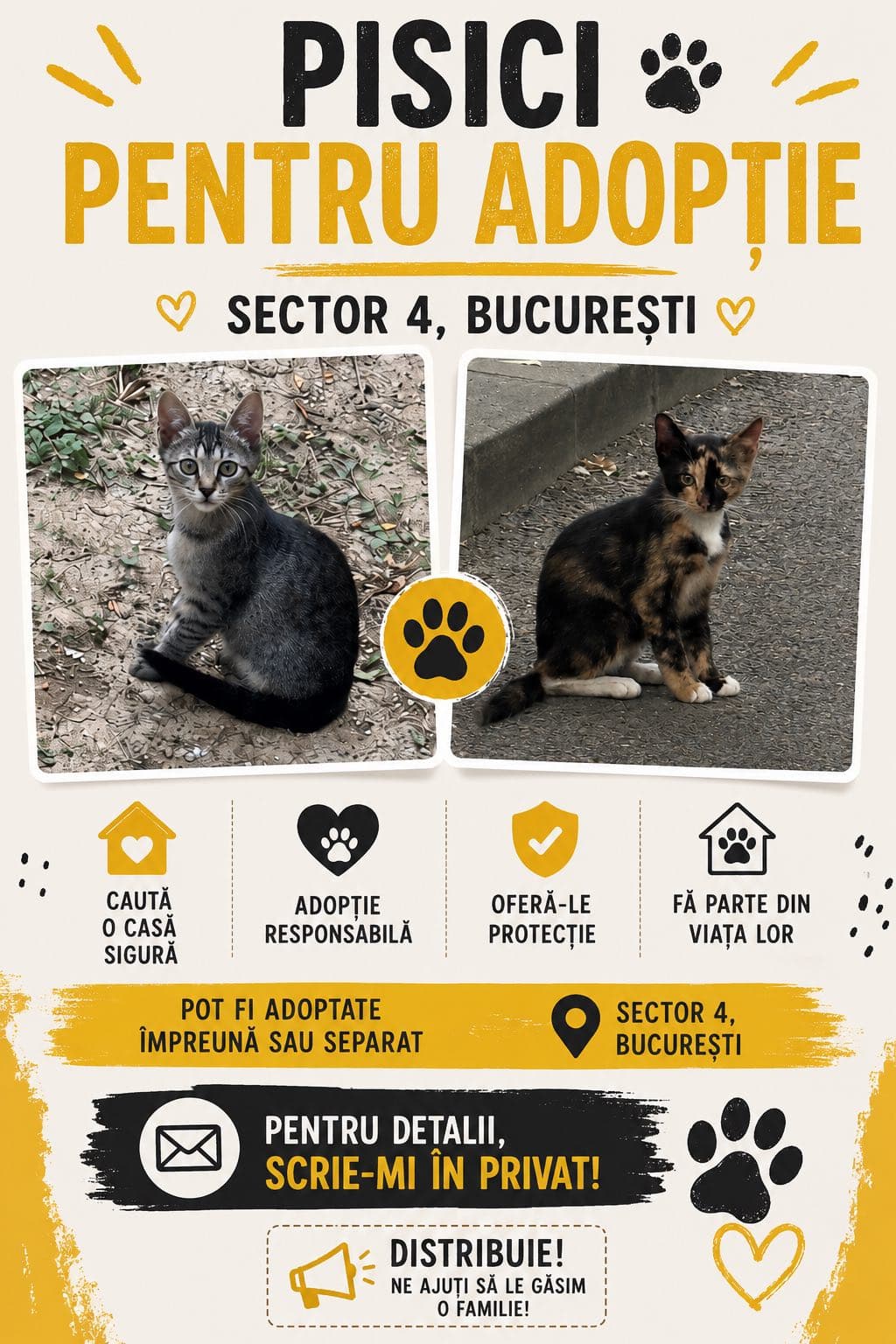 Fotografie cu 2 puiute de cca 2-3 luni Calico si una Tigrata