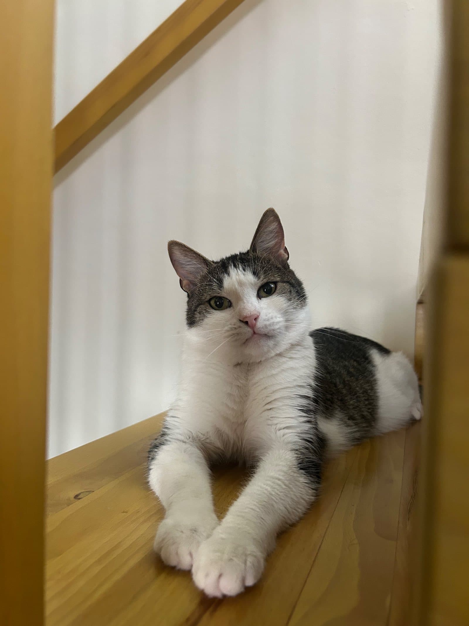Fotografie cu Shiro