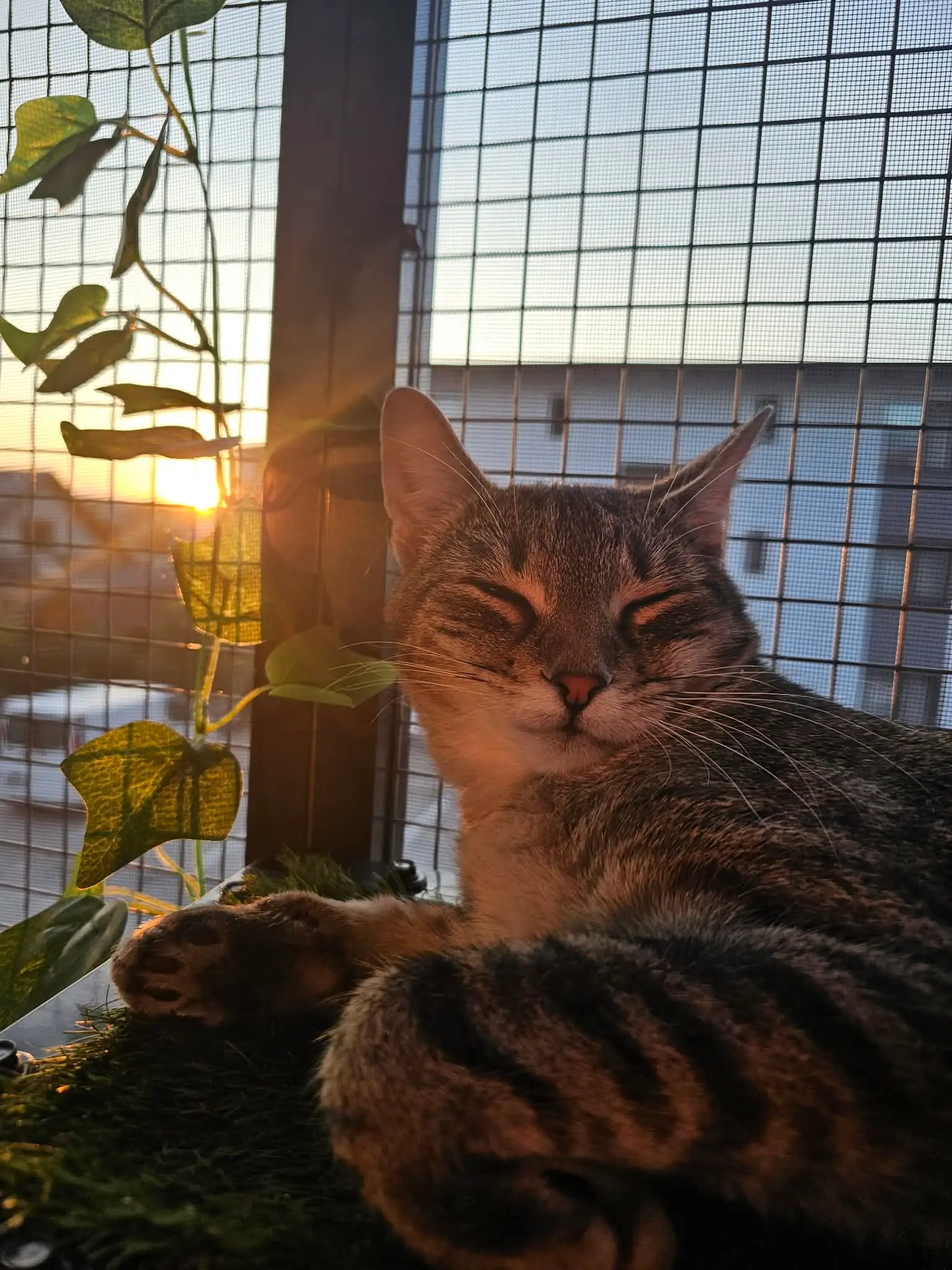 Fotografie cu Dusty